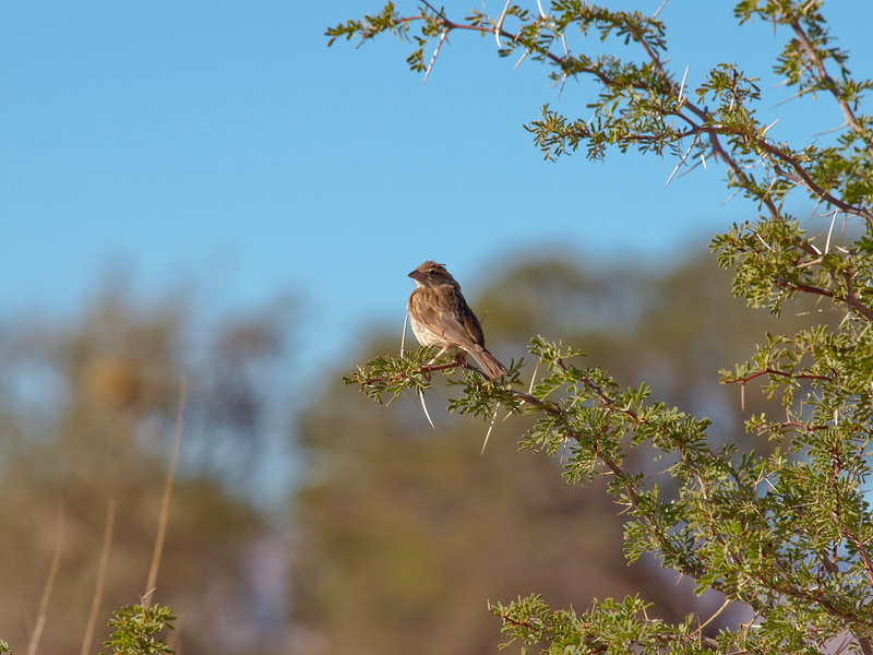 Weaver bird, Namib Desert Lodge